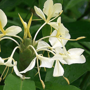 Aceite Esencial Nardo 5ml