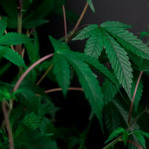 Aceite Esencial Cannabis 10ml