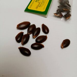 Semillas de Níspero 10 uds